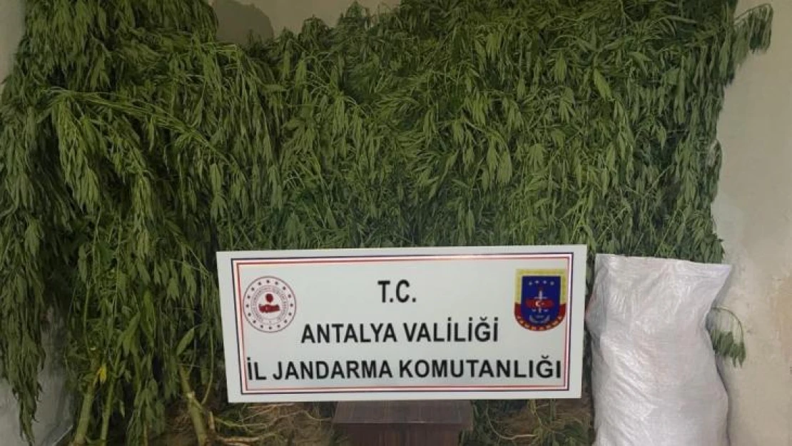 Serada kenevir üretimi yapan 2 şüpheli tutuklandı