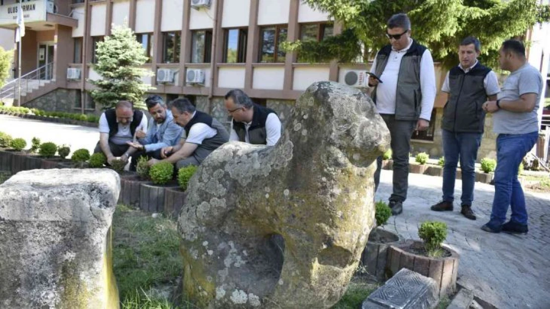 Şimşir güvesi zararlısıyla mücadelede biyolojik çalışmalar sürüyor