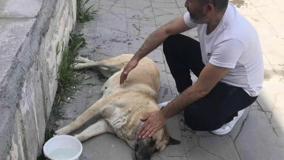 Sokak köpeği 'Kocakız' için vatandaşlar seferber oldu