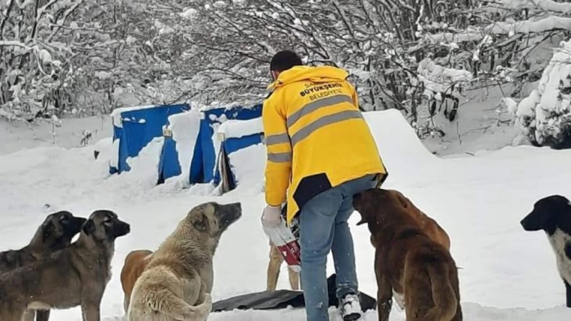 Sokaktaki canlar aç kalmıyor