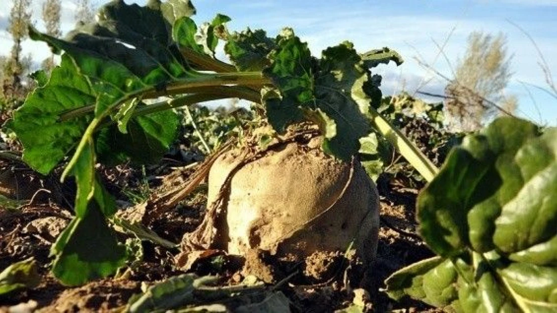 Tarladan sofraya 'şeker'in serüveni