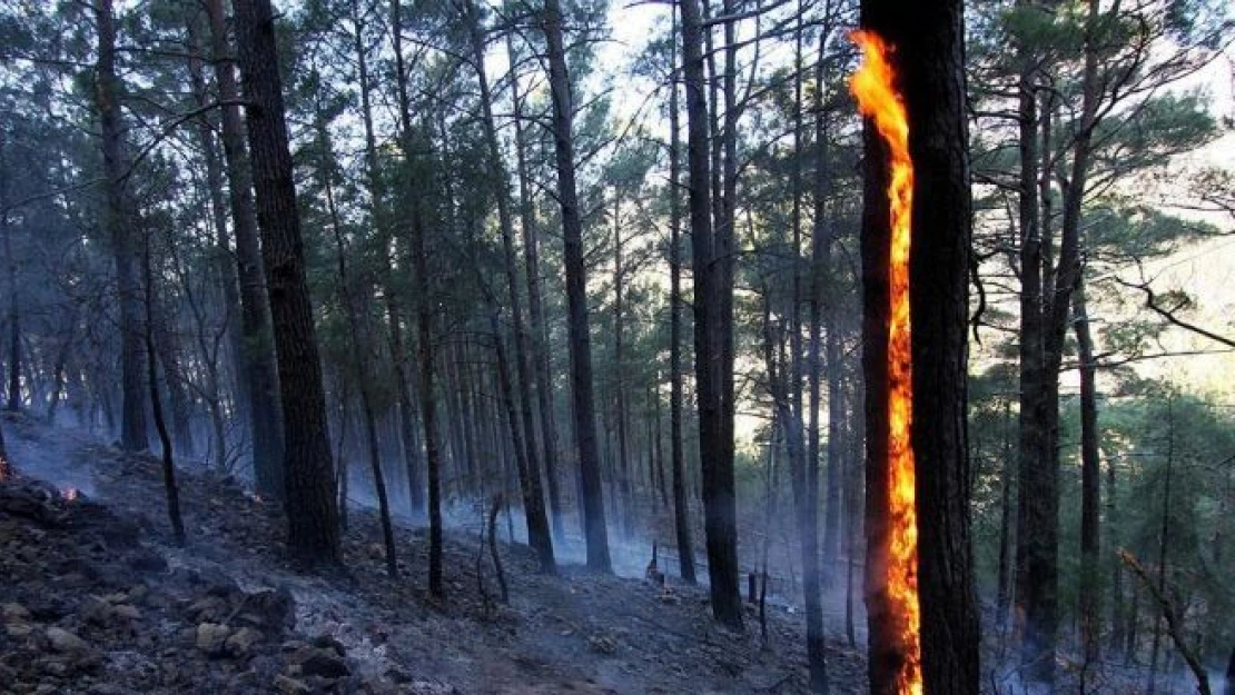 Tazmanya'da 'bin yıllık' ağaçlar yanıyor