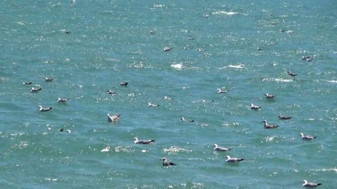 Tekirdağ'da poyraz etkili oluyor