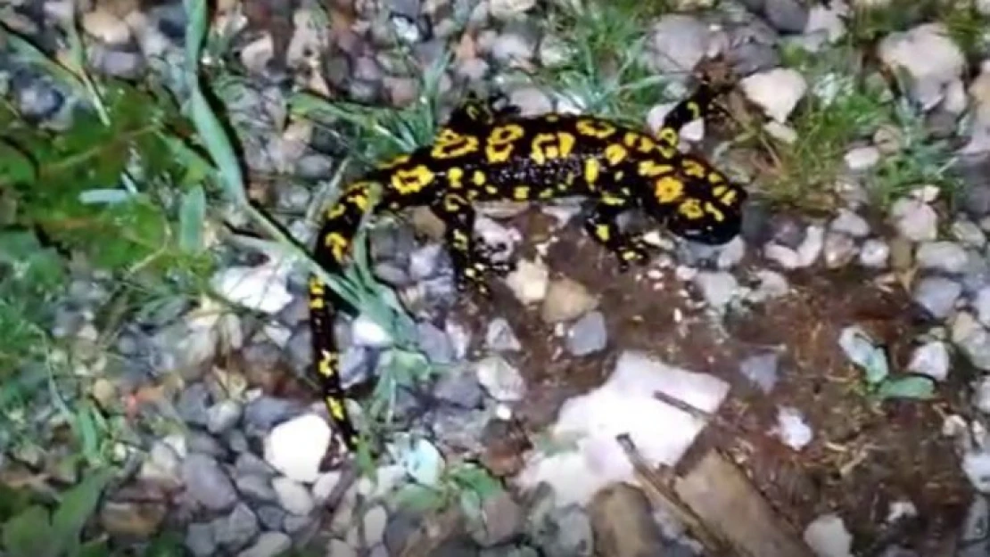 Tunceli'de lekeli Türk semenderi görüntülendi