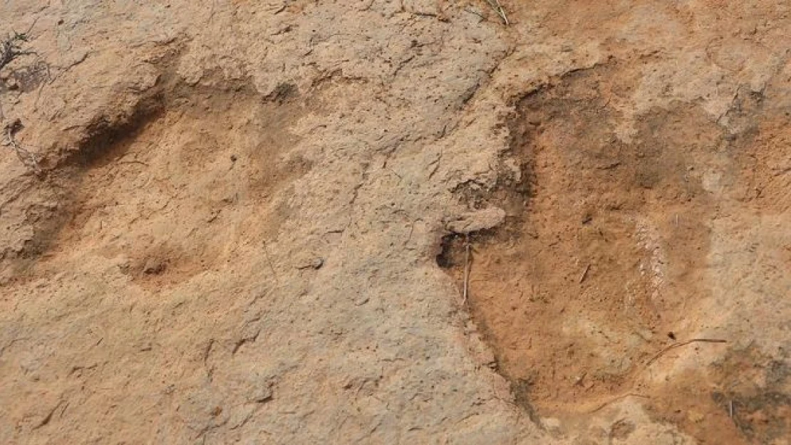 Tunus'ta dinozorların ayak izleri bulundu