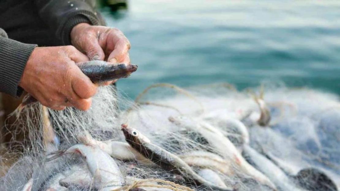 Türkiye'nin su ürünleri ihracatının zirvesinde Muğla ve İzmir var