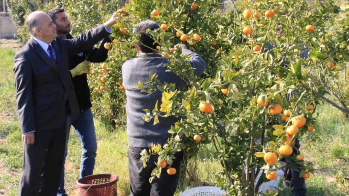 Turunçgilde sezonu uzatacak mandalina çeşidi geliştirildi, hasat başladı