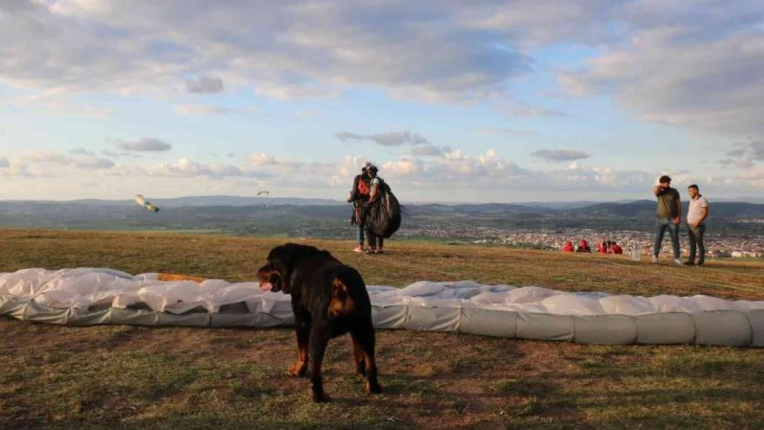 Uçmayı seven köpek Sakarya semalarında işte böyle dolaştı