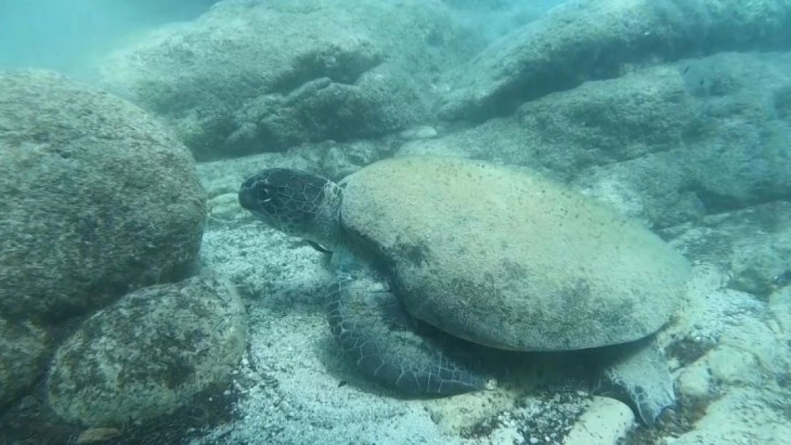 Ünlü profesörden ısıran caretta carettaler için 'Elle beslemeyin' uyarısı