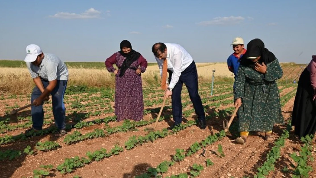 Vali Ayhan, tarım işçisi gibi çalıştı