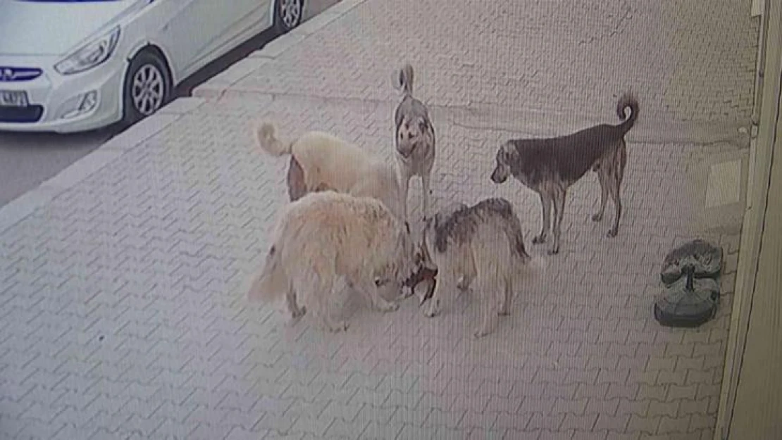 Van'da 5 köpek kediyi parçalayarak öldürdü