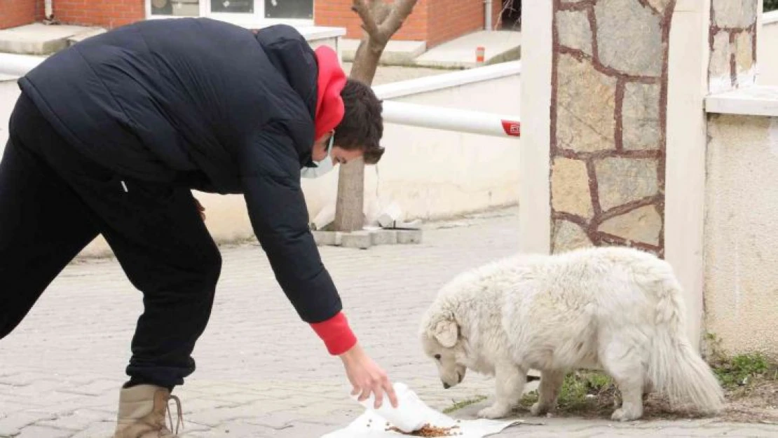 Sokak hayvanlarının mama kaplarını çaldılar