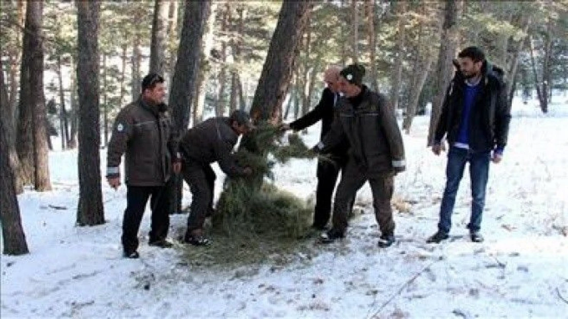 Yaban hayatı için doğaya yem bırakıldı