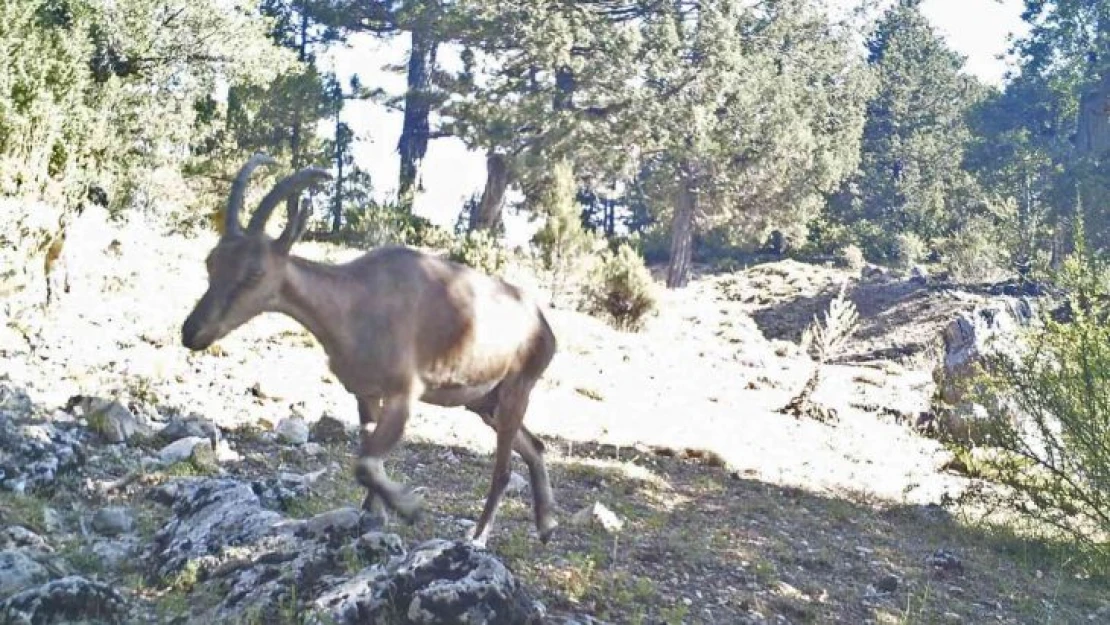 Yaban keçileri Burdur'a uyum sağladı