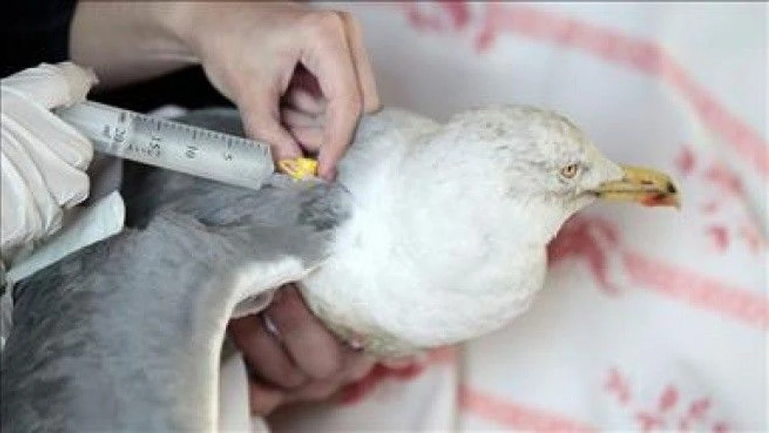 Yaralı bulunan göçmen kuşlar klinikte tedavi görüyor