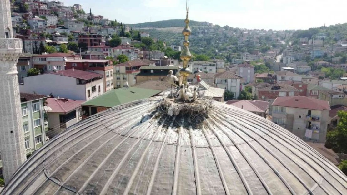 Yıllardır aynı camiye yuva yapan leylek ailesi