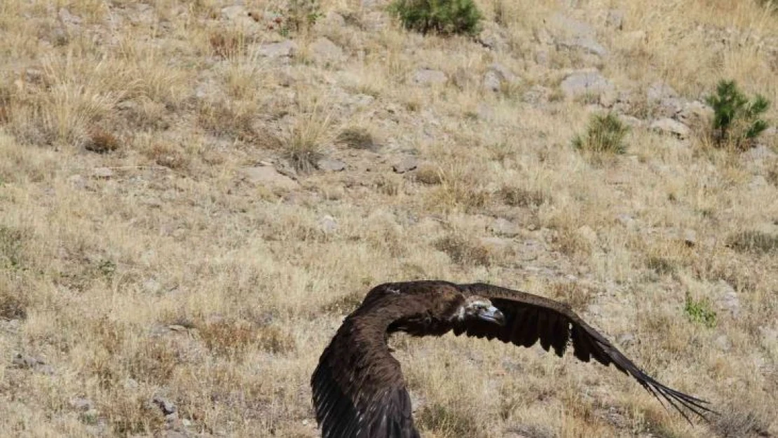 Zehirlenen kara akbaba doğaya salındı