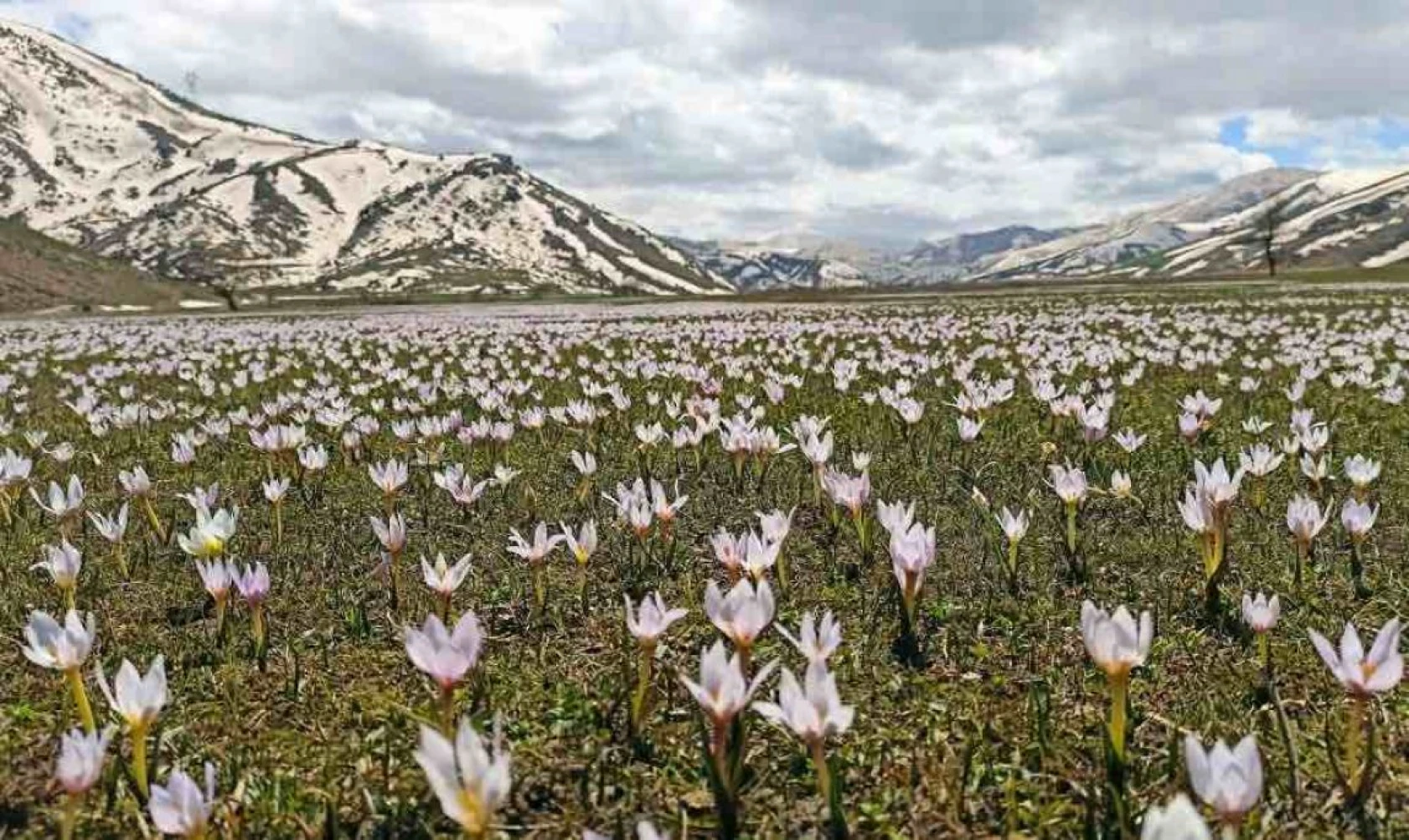 Kardelenlerle beyaza bürünen Güzeldere Vadisinden kartpostallık görüntüler