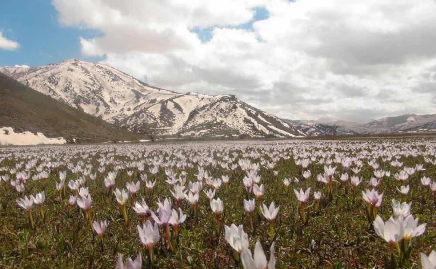 Kardelenlerle beyaza bürünen Güzeldere Vadisinden kartpostallık görüntüler