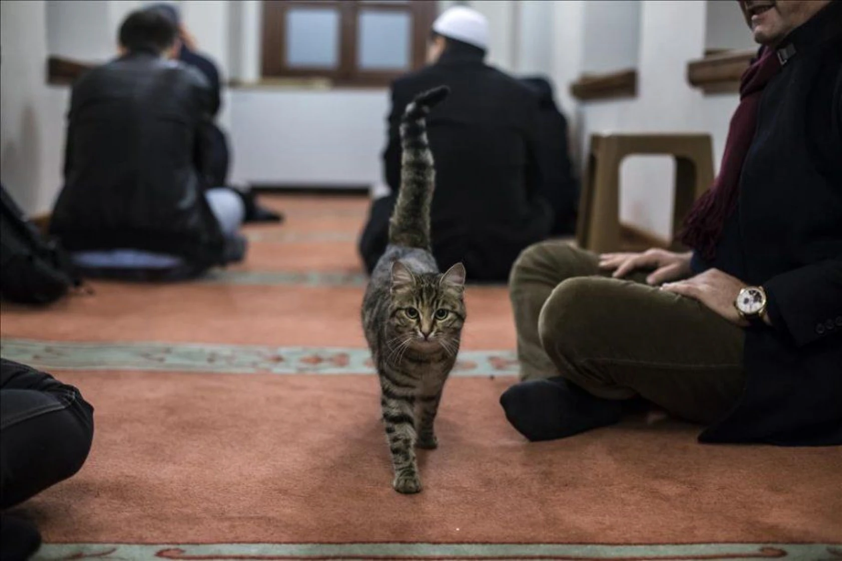 Kediciklerin babası cami imamı