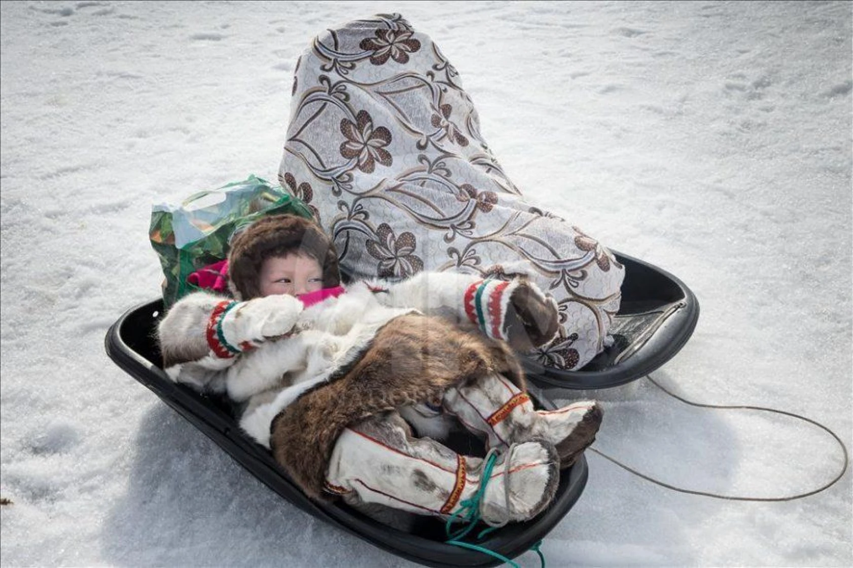 Ren geyiği çobanları günü kutlamaları