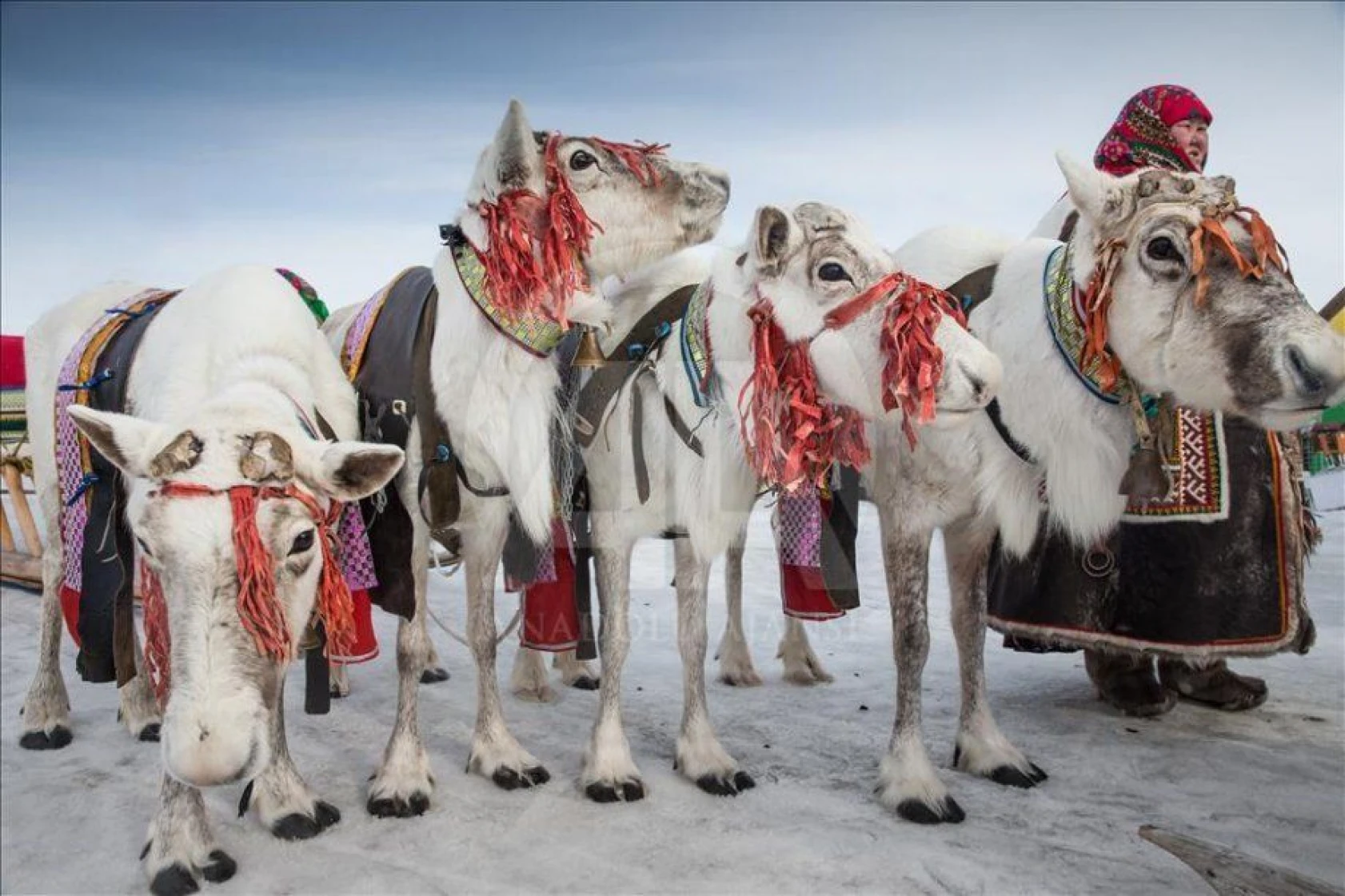 Ren geyiği çobanları günü kutlamaları