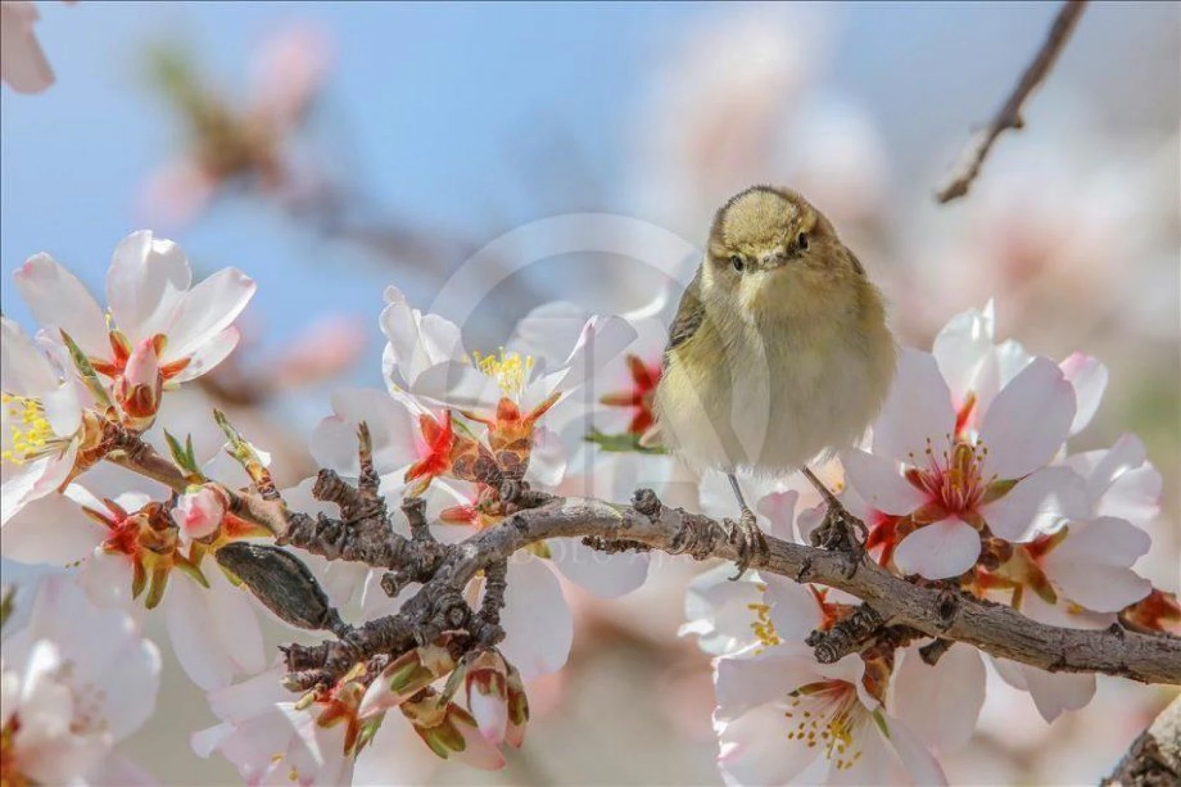Akdamar Adası çiçeklere büründü