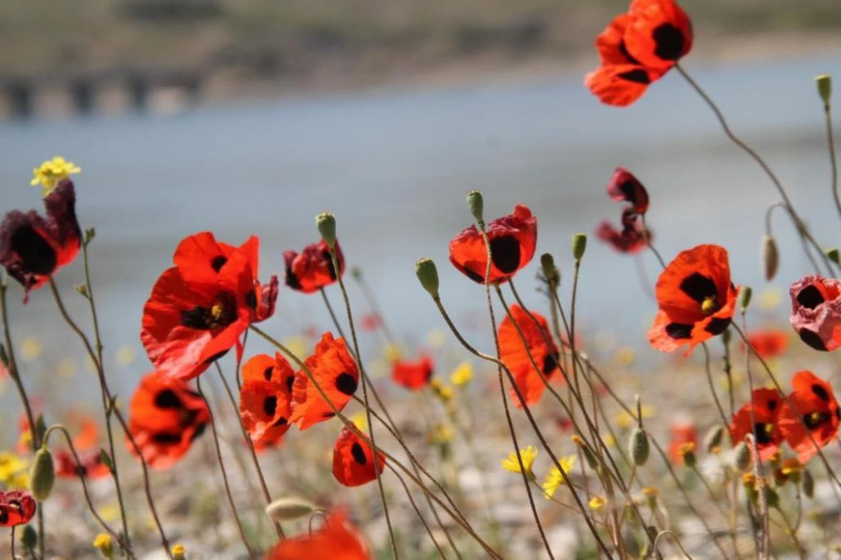 Elazığ'da gelinciklerin görsel şöleni