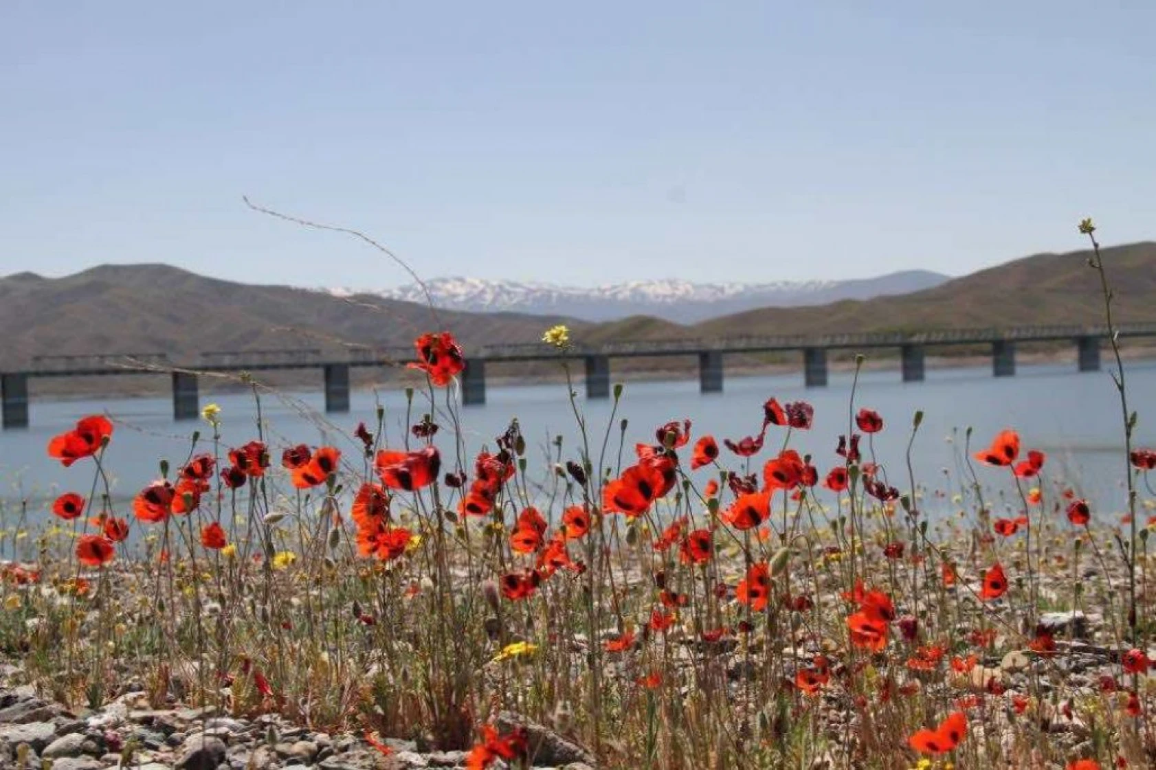 Elazığ'da gelinciklerin görsel şöleni