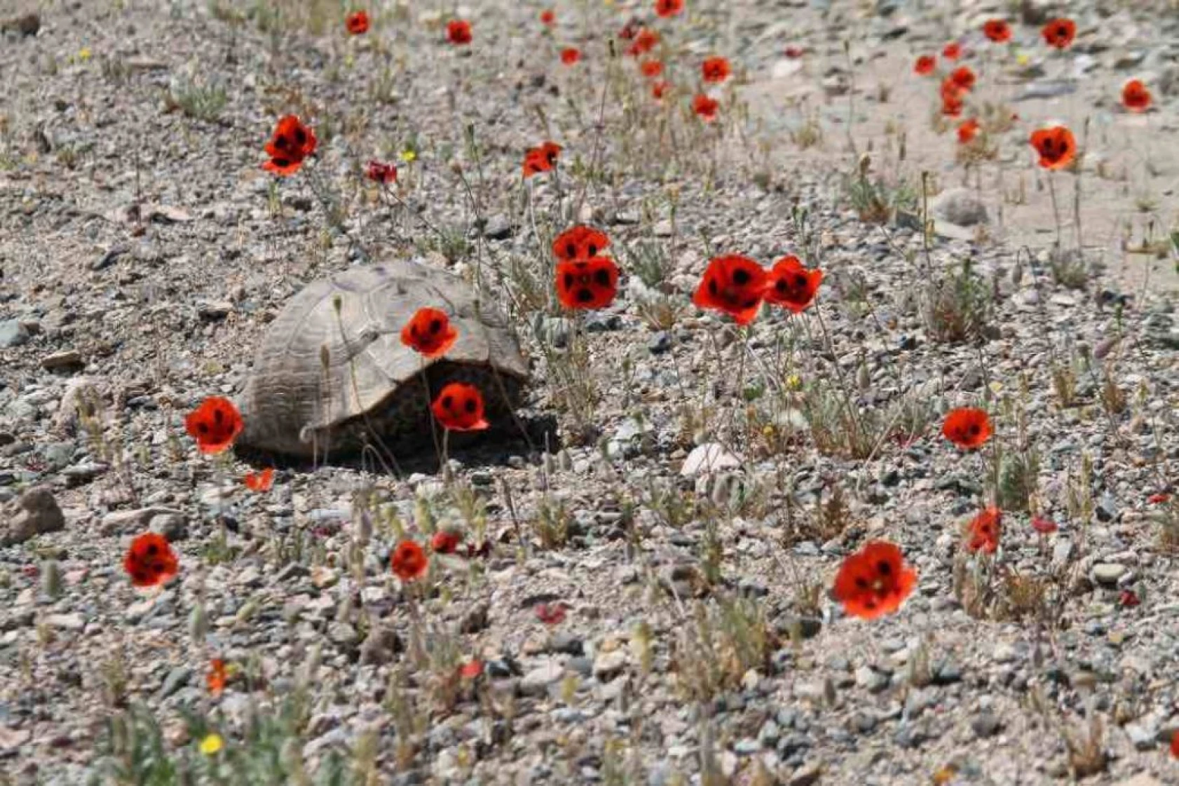 Elazığ'da gelinciklerin görsel şöleni