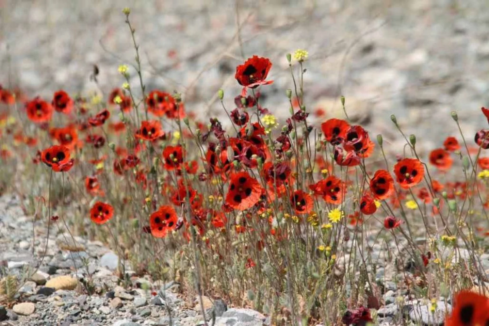 Elazığ'da gelinciklerin görsel şöleni