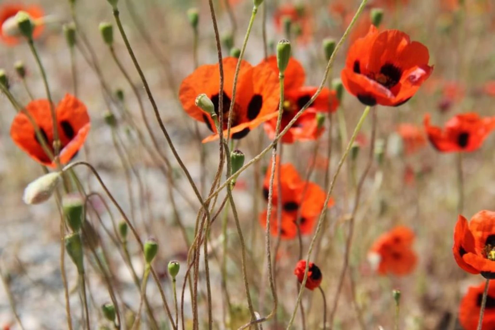Elazığ'da gelinciklerin görsel şöleni