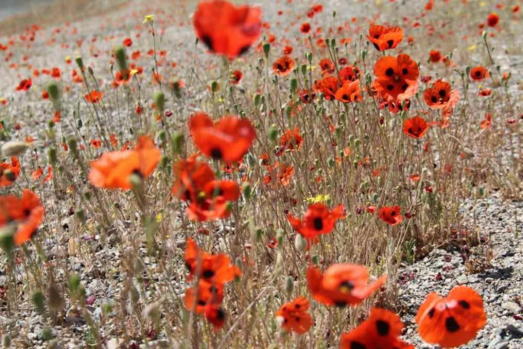 Elazığ'da gelinciklerin görsel şöleni