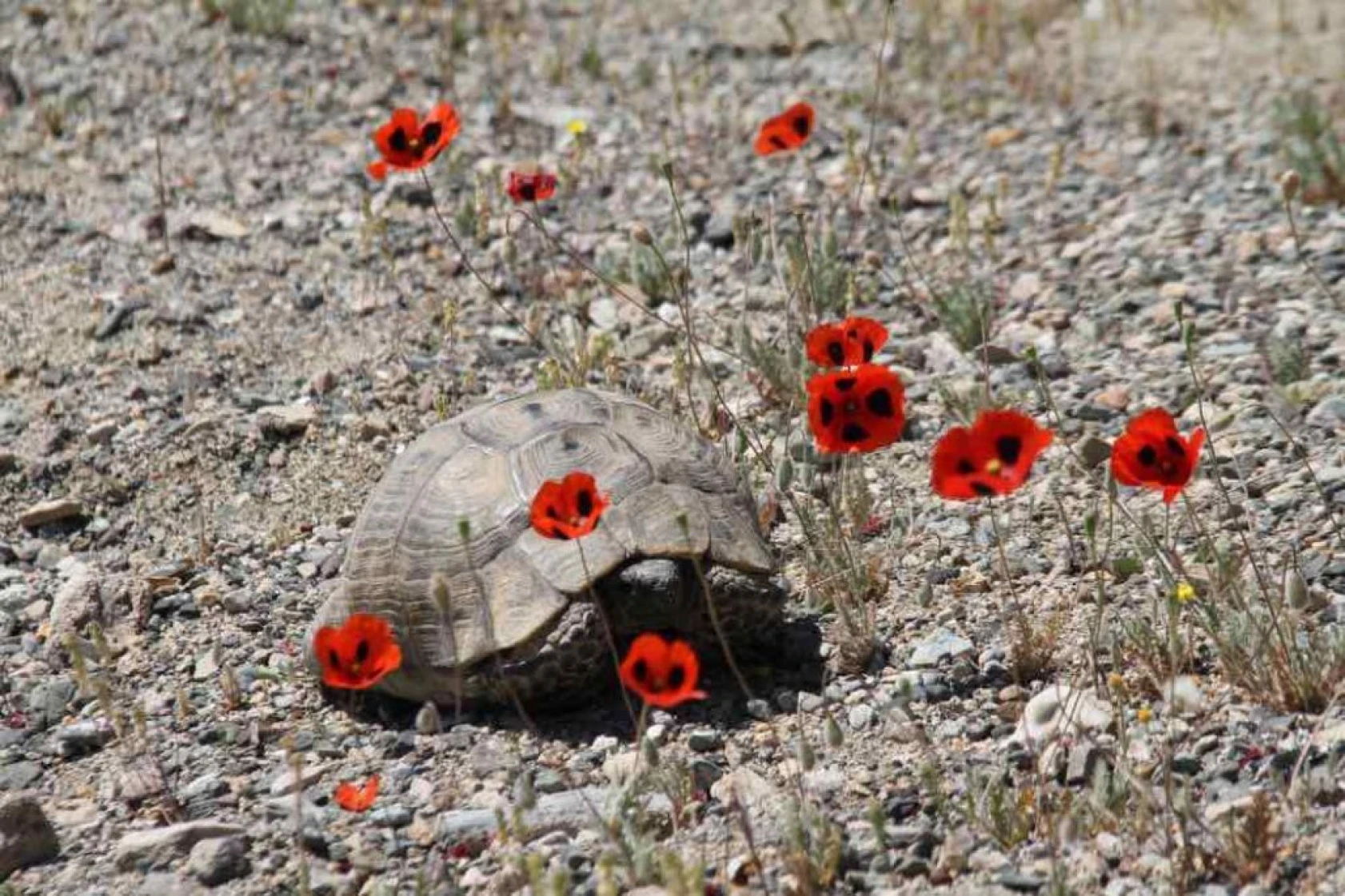Elazığ'da gelinciklerin görsel şöleni