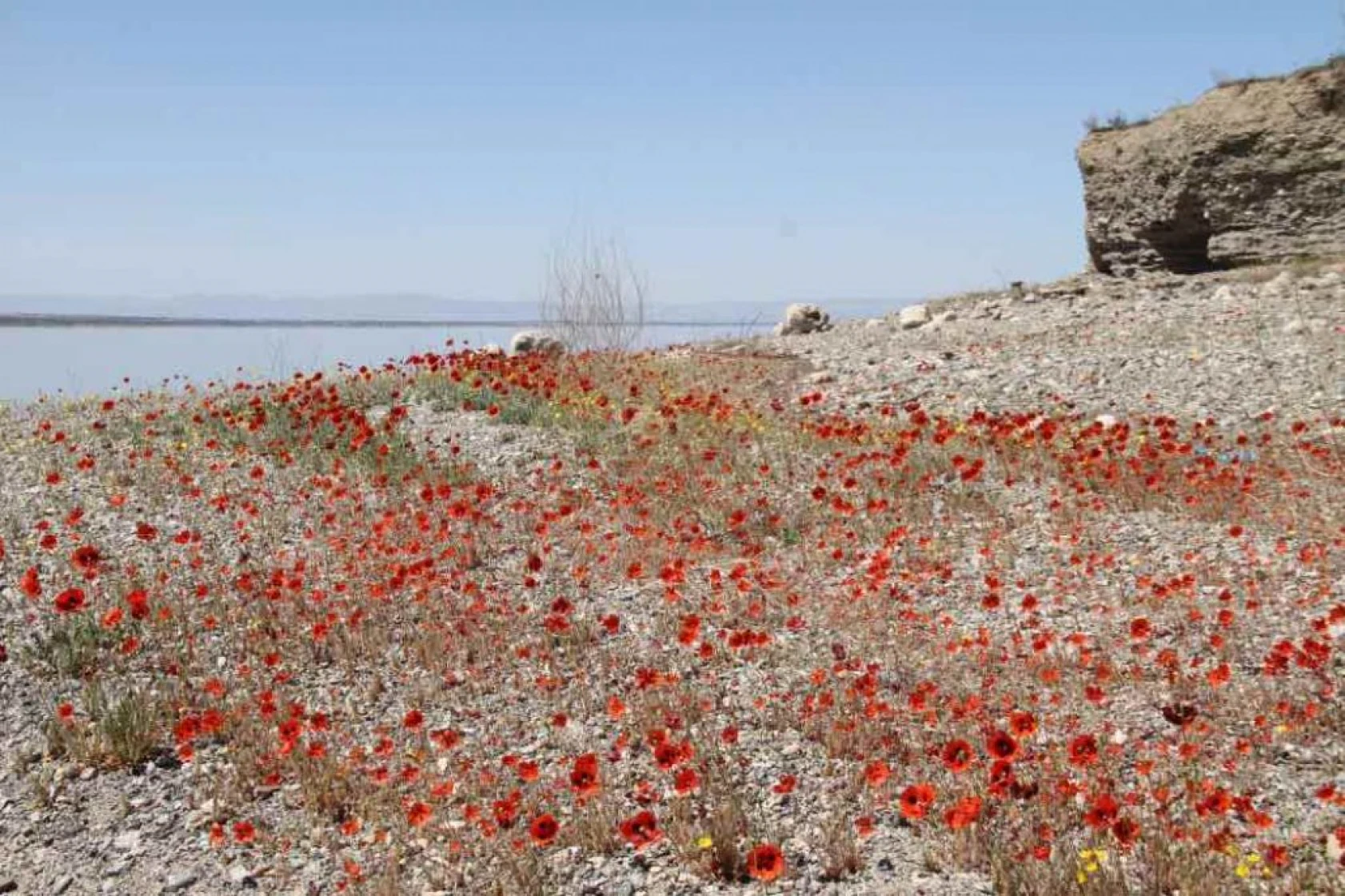 Elazığ'da gelinciklerin görsel şöleni