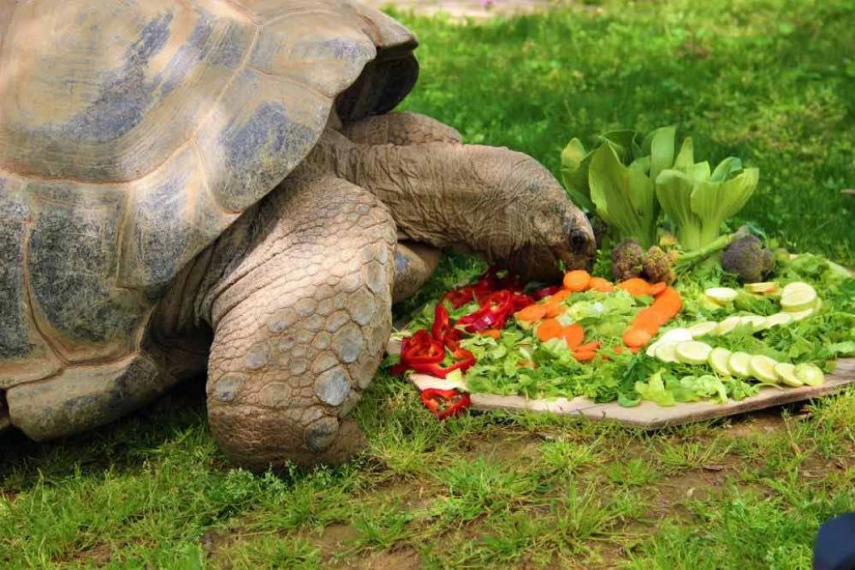 Devasa kaplumbağaya 102. yaş sürprizi