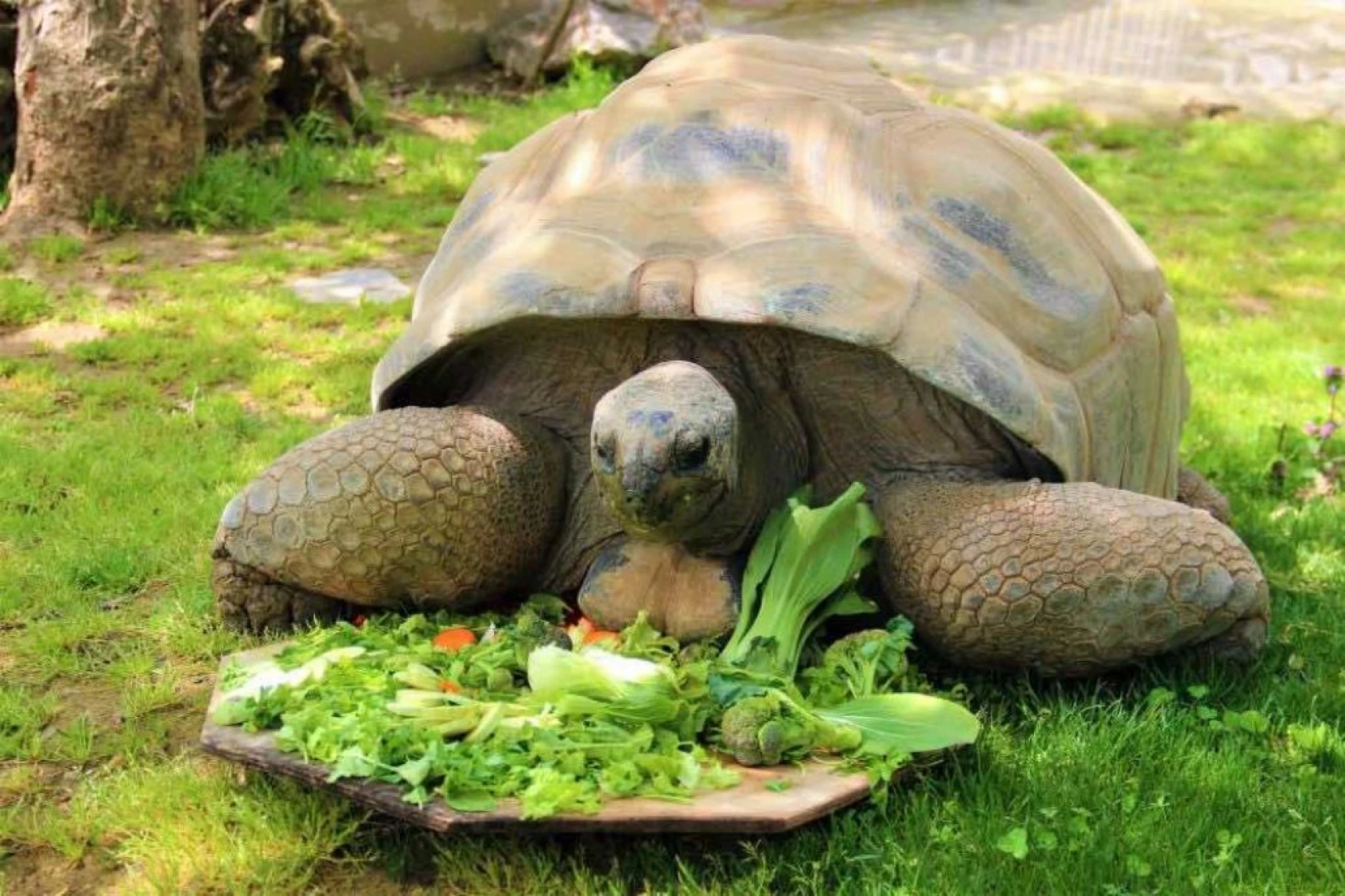 Devasa kaplumbağaya 102. yaş sürprizi