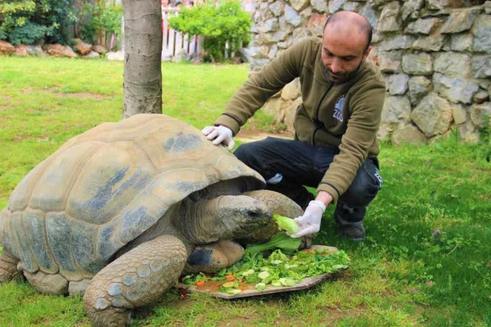 Devasa kaplumbağaya 102. yaş sürprizi