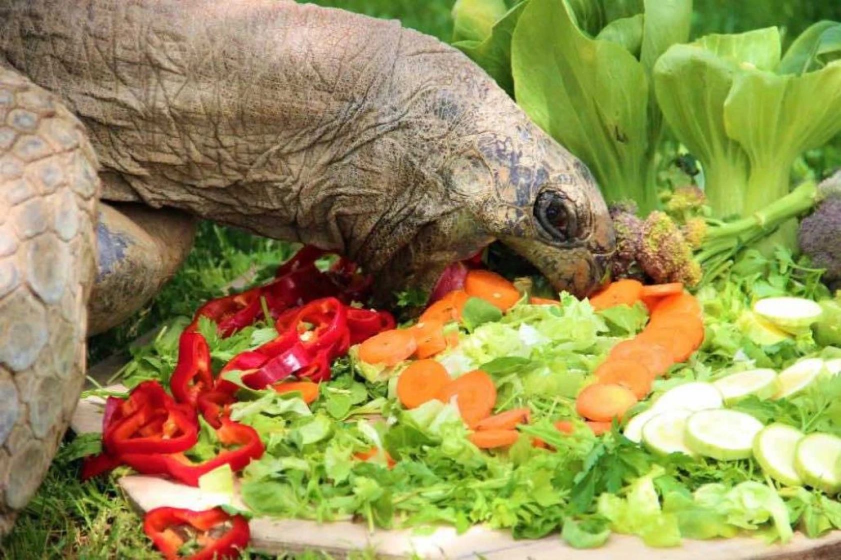 Devasa kaplumbağaya 102. yaş sürprizi