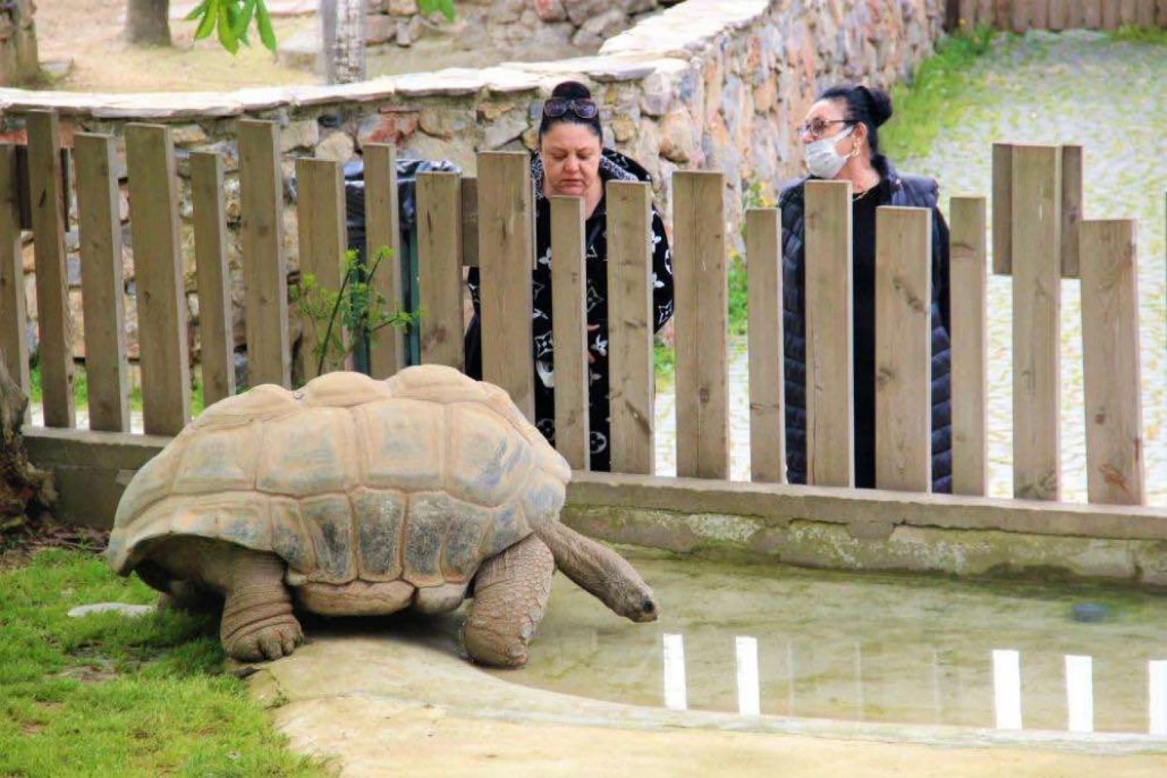 Devasa kaplumbağaya 102. yaş sürprizi
