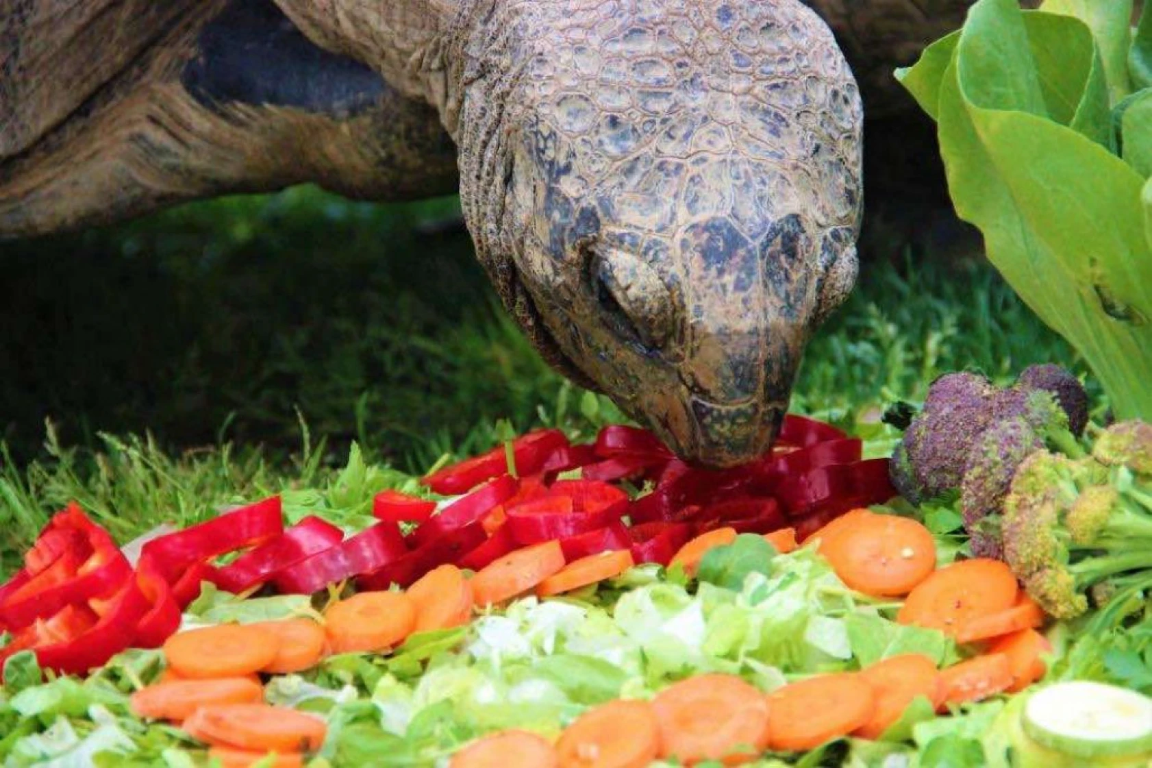 Devasa kaplumbağaya 102. yaş sürprizi