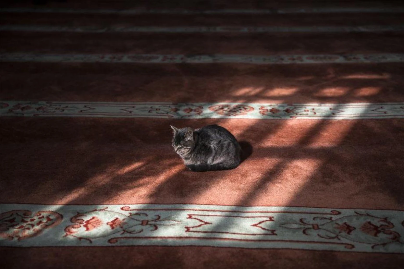Kediciklerin babası cami imamı