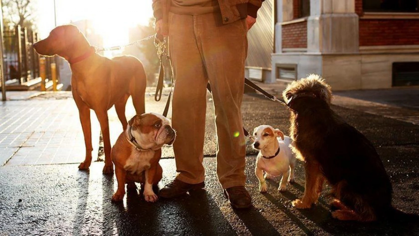 Bu da metropol çobanı