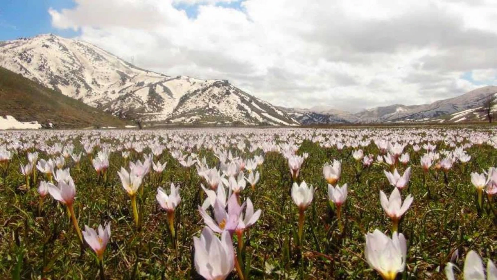 Kardelenlerle beyaza bürünen Güzeldere Vadisinden kartpostallık görüntüler