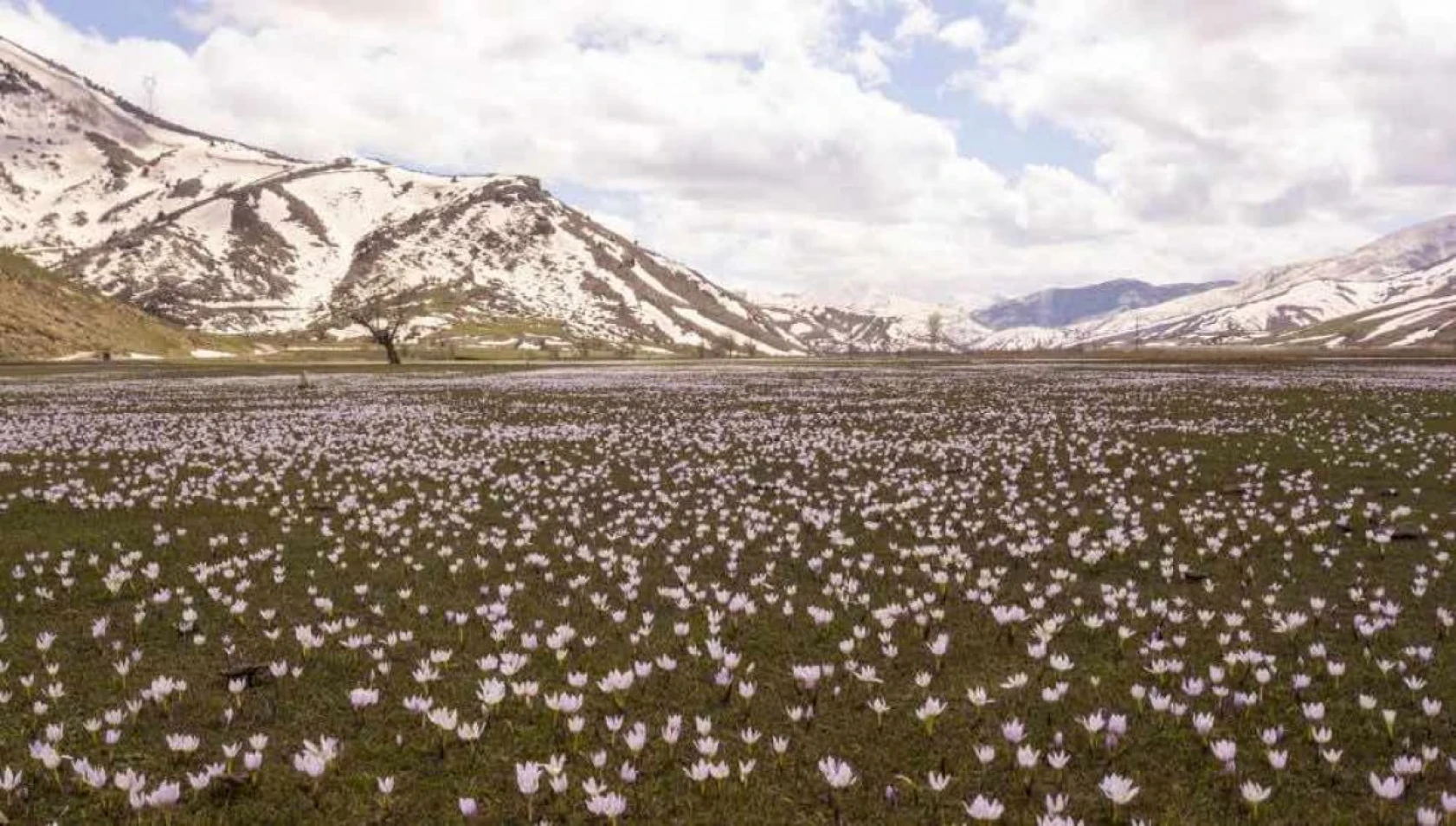 Kardelenlerle beyaza bürünen Güzeldere Vadisinden kartpostallık görüntüler