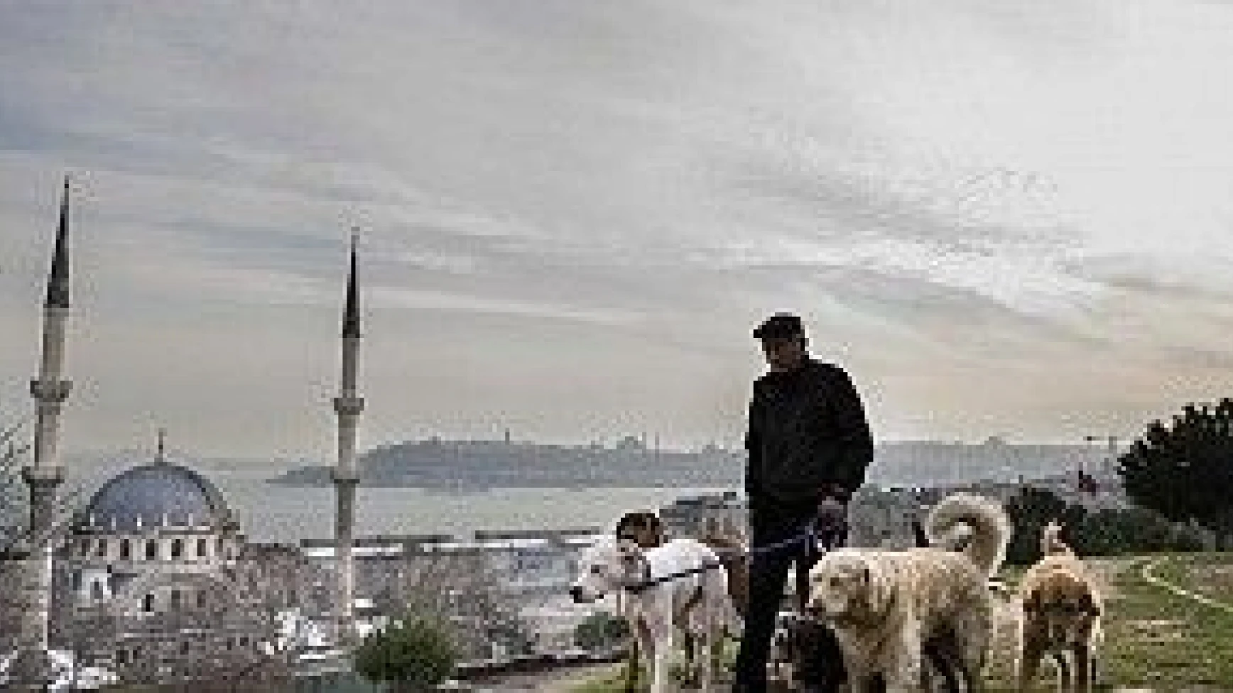 Bu da metropol çobanı