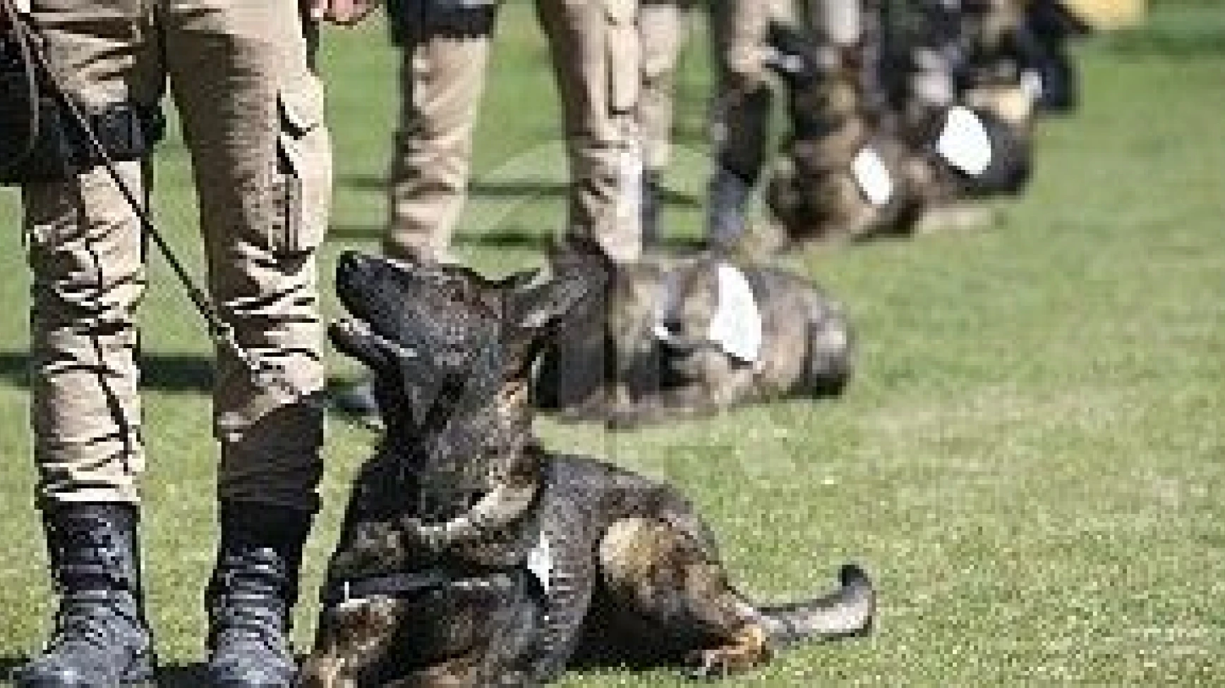 Emniyetin hassas burunları