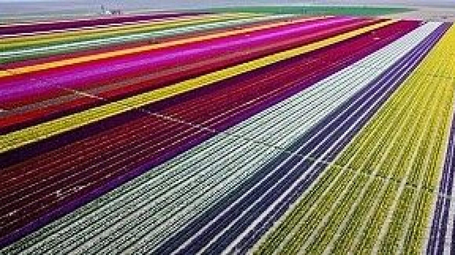 Fotoğraf stüdyosu gibi lale tarlaları