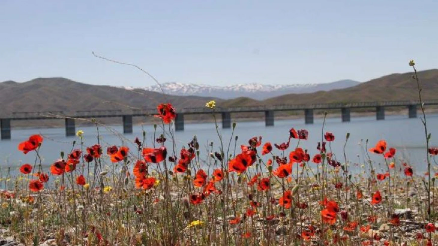 Elazığ’da gelinciklerin görsel şöleni