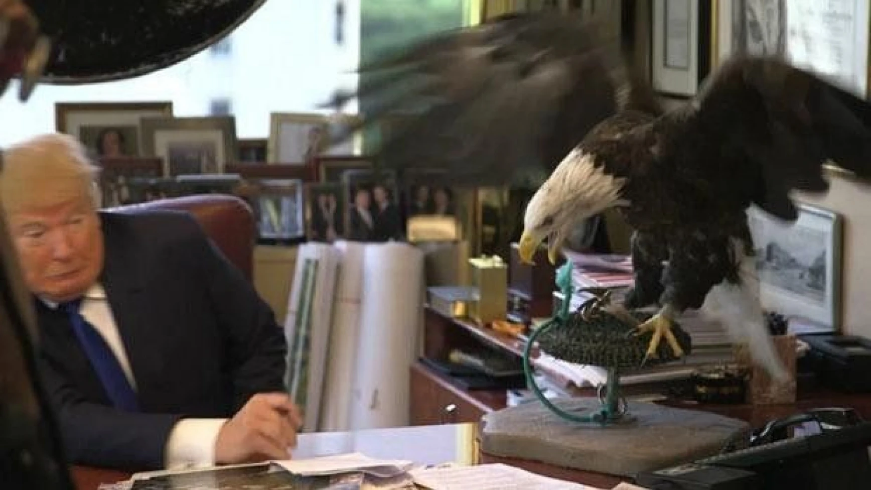 Şov yapmak isterken maskara oldu! Trump'a kartal saldırısı